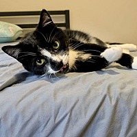 adopt a pet