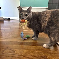 adopt a pet