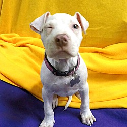 Thumbnail photo of Pinky-Adopted! #2