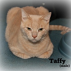 Thumbnail photo of Taffy #2