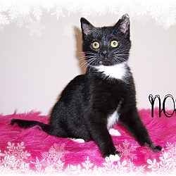 Thumbnail photo of NOEL - 10 wk kitten #2