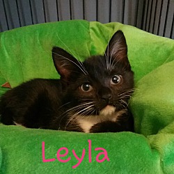 Photo of Leyla