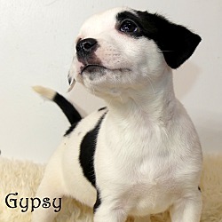 Thumbnail photo of Gypsy~adopted! #3