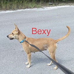 Thumbnail photo of Bexy #2