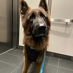 Photo of Bear