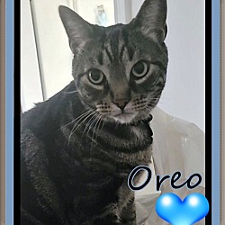 Thumbnail photo of Oreo #3
