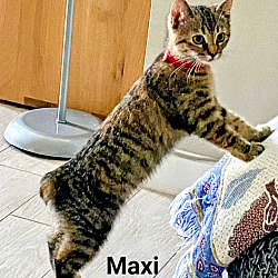 Thumbnail photo of Maxi #1