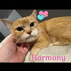 Photo of Harmony