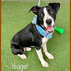 Thumbnail photo of YEAGER #4