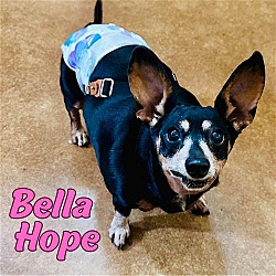 Thumbnail photo of Bella Hope Diamond #2