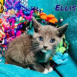 Thumbnail photo of Ellis #2