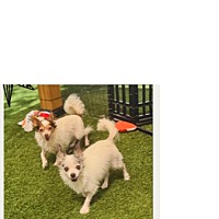 adopt-pet