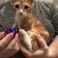 adopt a pet