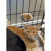 adopt-pet