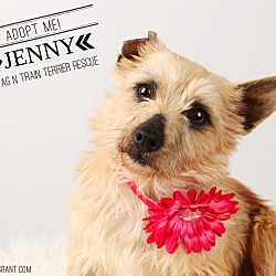 Thumbnail photo of Jenny-pending adoption #1