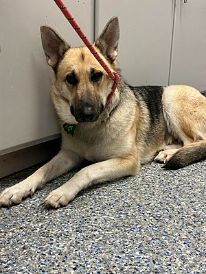 Angola, IN - German Shepherd Dog. Meet Vada a Pet for Adoption ...