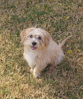 Mustang, OK - Maltese. Meet Lucia a Pet for Adoption - AdoptaPet.com