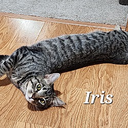 Thumbnail photo of Iris #3
