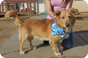 Cute Corgi Retriever Mix Puppies