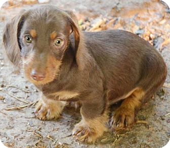 miniature dachshund cross poodle