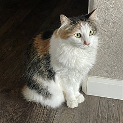Photo of LU - Offered by Owner- Calico Beauty