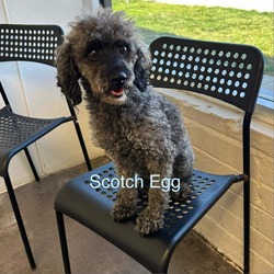 Thumbnail photo of Scotch Egg #2
