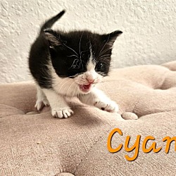 Thumbnail photo of Cyan #3