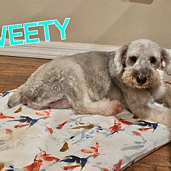 Thumbnail photo of Sweety #1