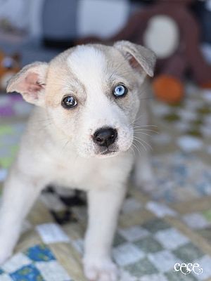 Montgomery, TX - Border Collie/Husky. Meet Cece a Pet for Adoption ...