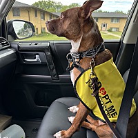adopt a pet