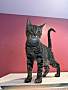 ANDREW - Domestic Shorthair available for adoption