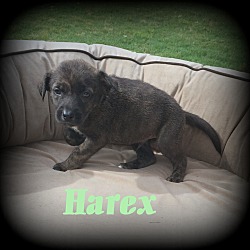 Thumbnail photo of Harex #2