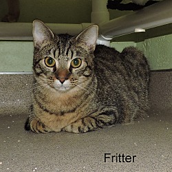 Thumbnail photo of Fritter #1