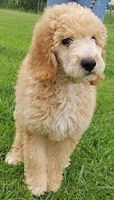 buy goldendoodle puppy near me