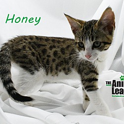 Thumbnail photo of Honey #2