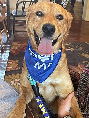 Maysville, KY - Labrador Retriever. Meet Dexter a Pet for Adoption ...