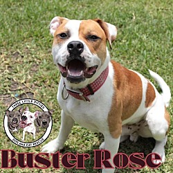 Photo of Buster Rose The Pup Cup  Connoisseur