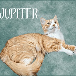 Thumbnail photo of Jupiter #1