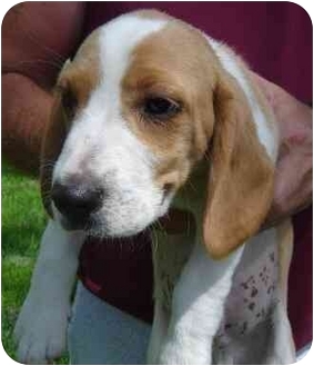 Washington, DC - Beagle. Meet Lemon Head a Pet for Adoption.