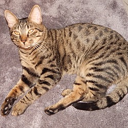 Thumbnail photo of FRISBEE - AMAZING CAT & STORY! #1