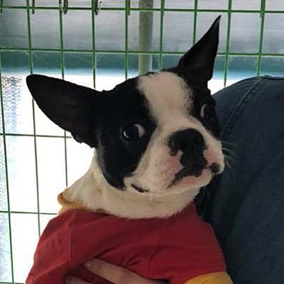 Santa Monica Ca Boston Terrier Meet Cheese A Pet For Adoption