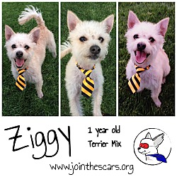 Thumbnail photo of Ziggy #3