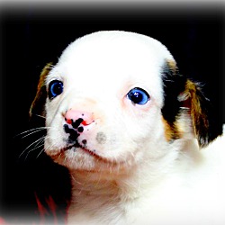 Thumbnail photo of Twinkie~adopted! #4