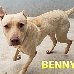 Thumbnail photo of Benny #4