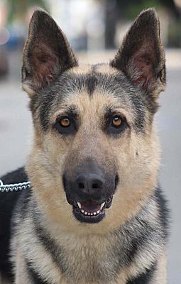 Los Angeles, CA - German Shepherd Dog. Meet Dixon von Dingen a Pet for ...