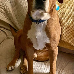 Photo of Peanut