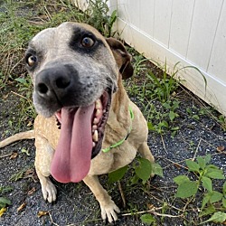 Photo of Mocha