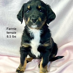 Photo of Fannie