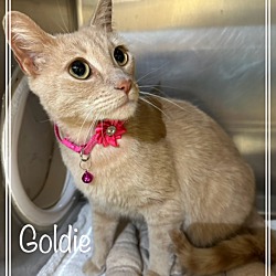 Thumbnail photo of GOLDIE - reclaimed #3