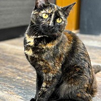 adopt-pet